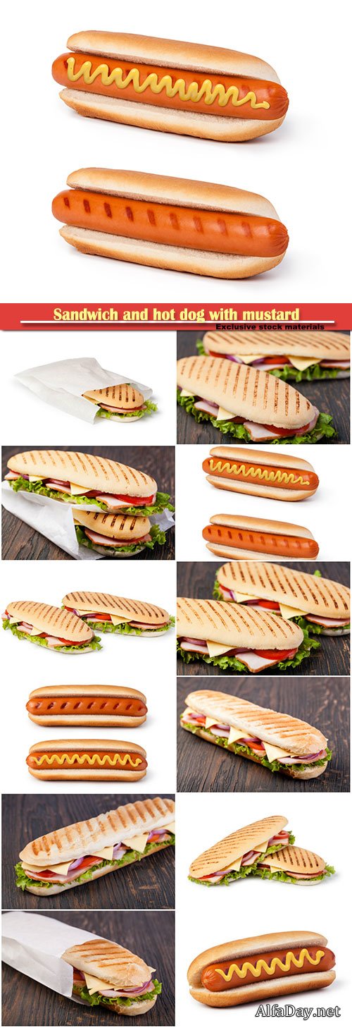 Sandwich isolated and hot dog with mustard