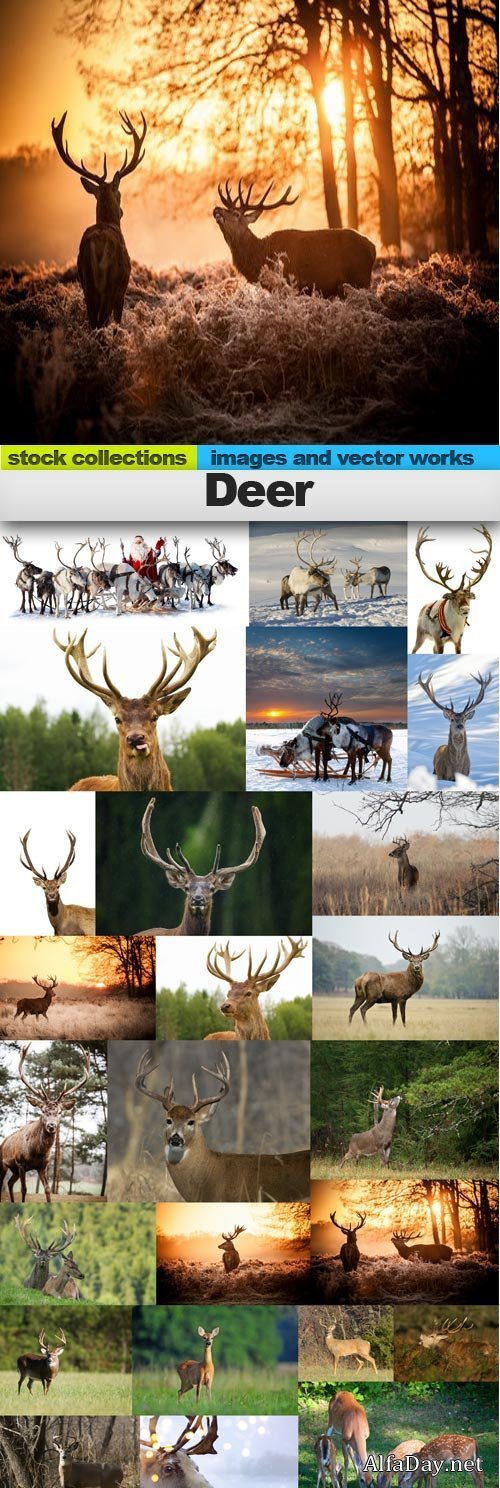 Deer 25xJPG