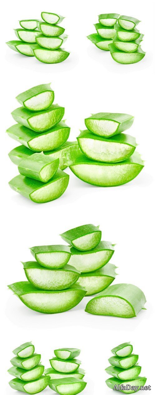 Aloe vera isolated on white background 6X JPEG