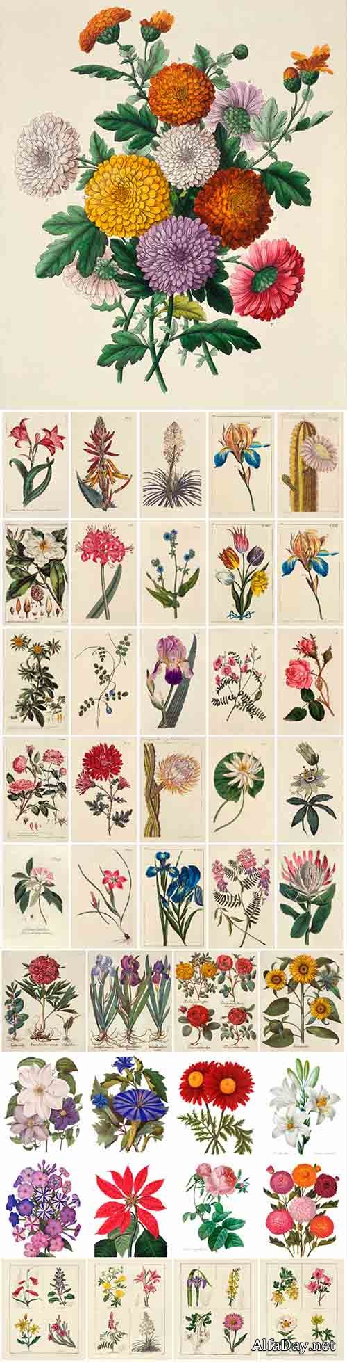 100 Antique Floral Illustrations