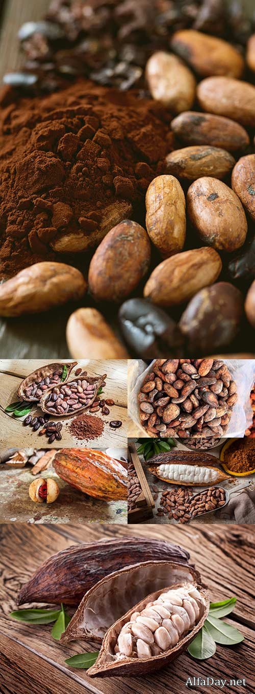 Natural brown cocoa beans and dried pod on wooden table