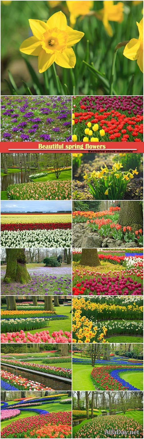 Beautiful spring flowers, daffodils, tulips