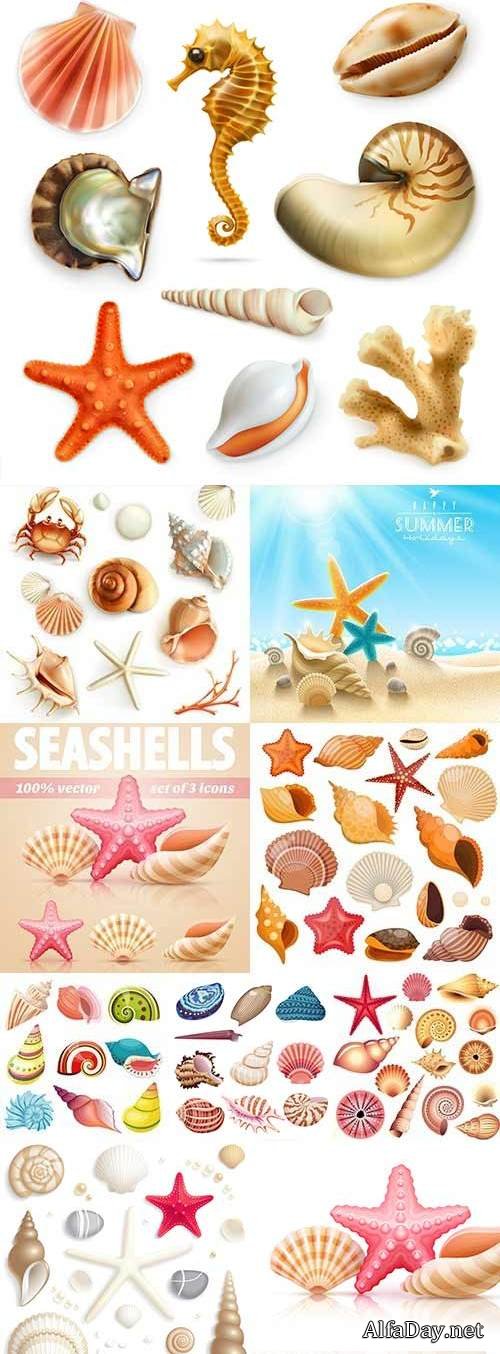 Sea cockleshells, exotic mollusks and starfish
