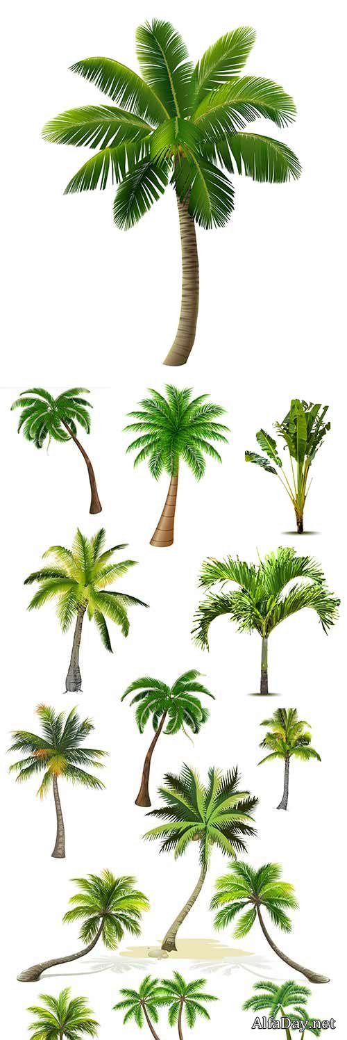 Summer Tropical palm tree with green big leaves