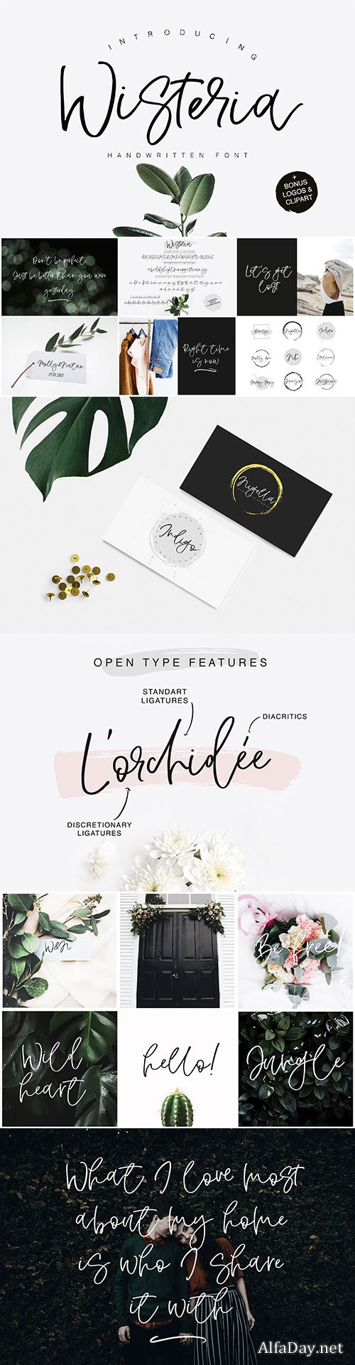 CM - Wisteria Script 1958373