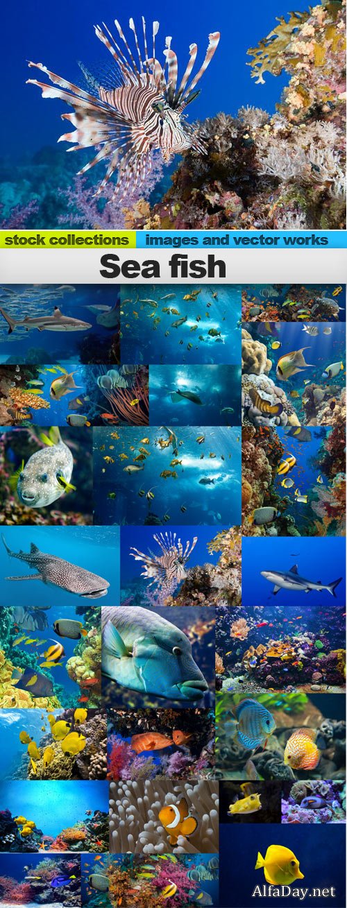 Sea fish