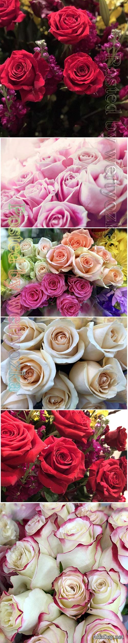 Roses beautiful stock photo