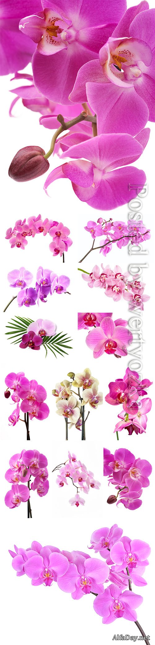 Beautiful orchids stock photo