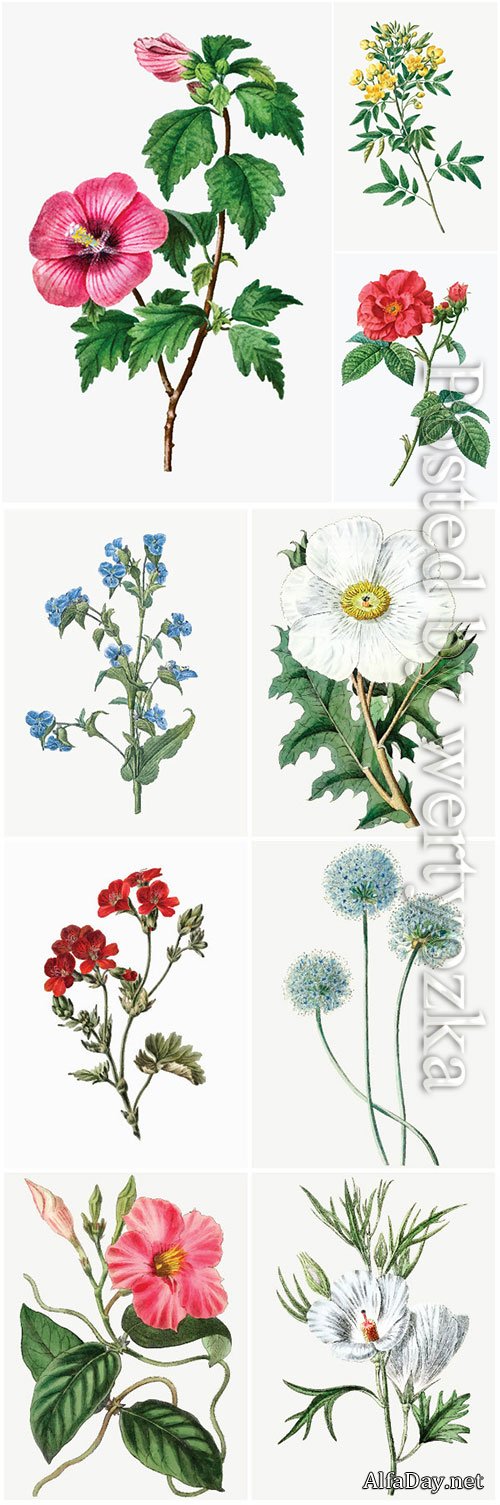 Set of beautiful blooming vector flowers # 2