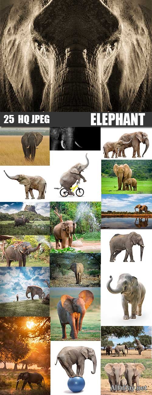 Elephant