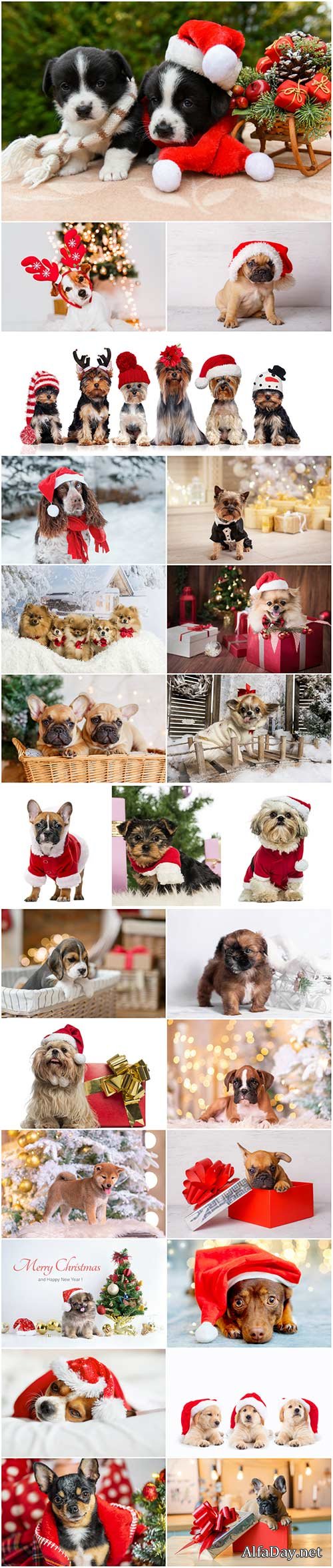 Cute dogs in santa hat set stock photo
