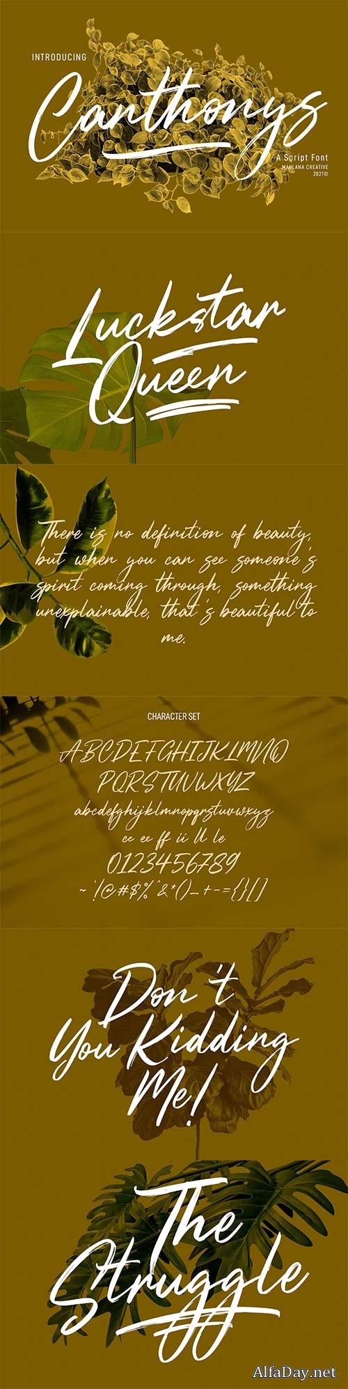 Canthonys Brush Script Font
