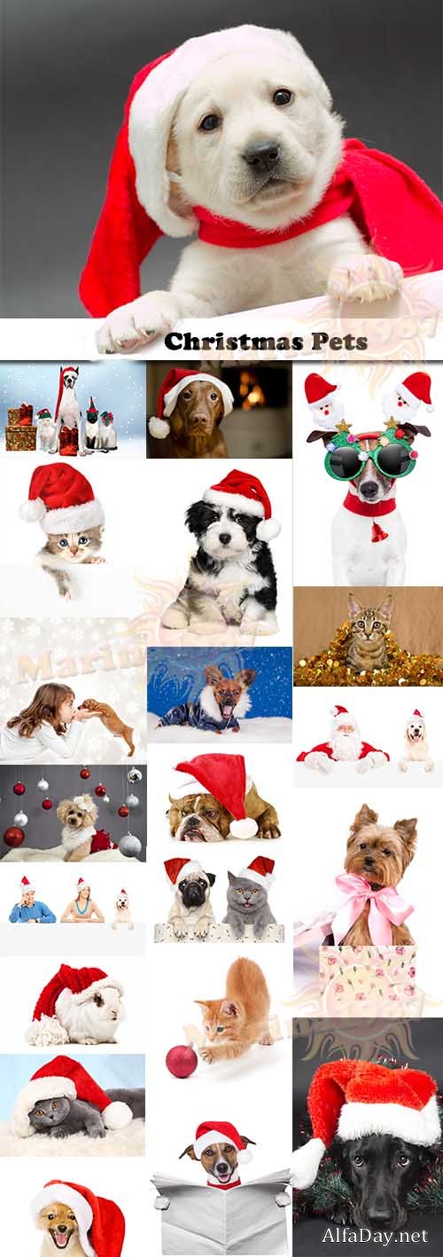 Christmas Pets 25xJPG