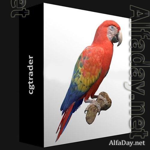 3D Models CGTRADER � SCARLET MACAW 3D MODEL