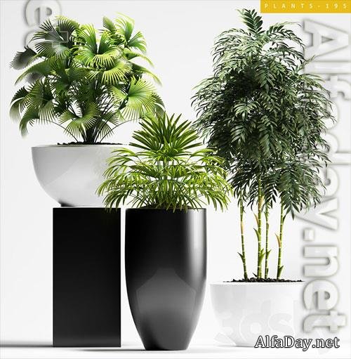 3D Models PLANTS 195