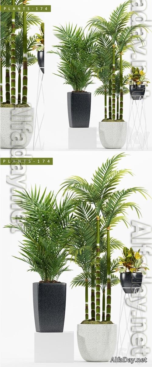 3D Models PLANTS 174