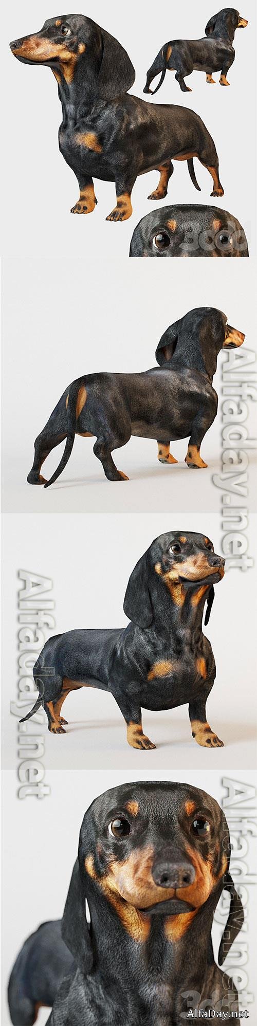 Black dachshund 3D Model