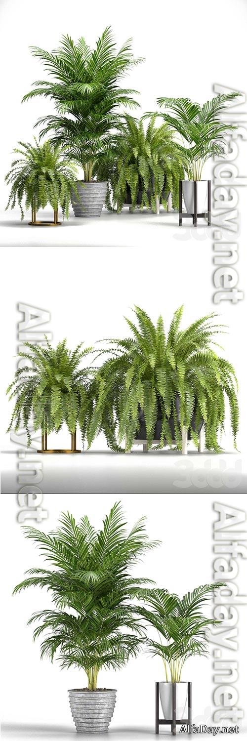 Set of Plants No 3 3D Model