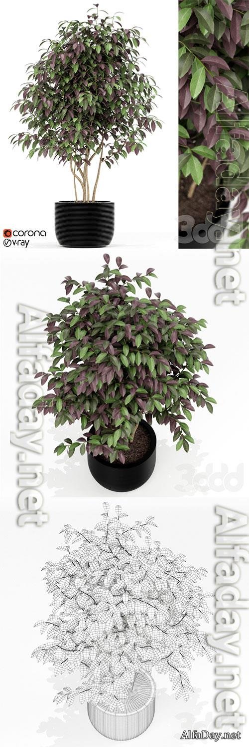 Plants Collection 162 3D Model