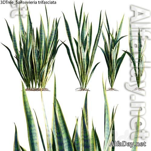 Sansevieria trifasciata 01 3D Model
