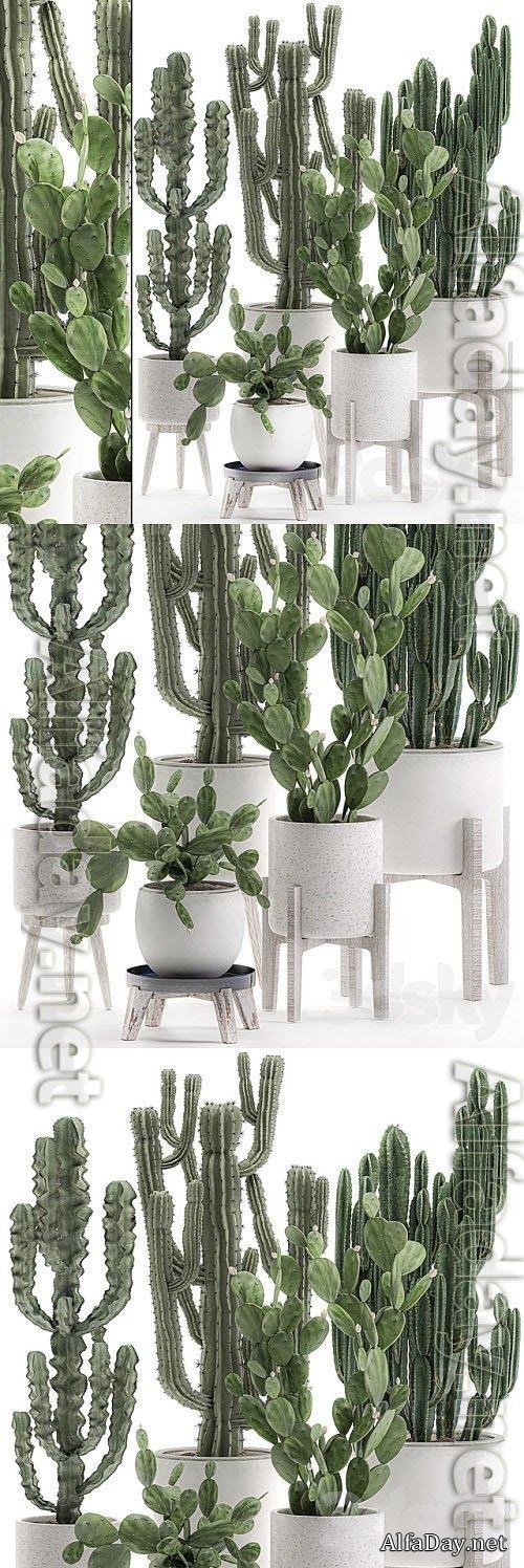 Plant Collection Cactus 571 3D Models