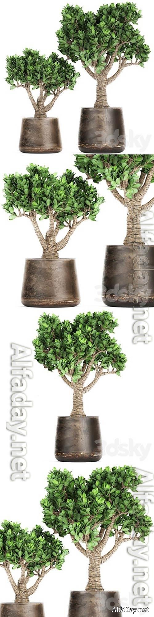 Plant Collection Crassula 930 3D Models