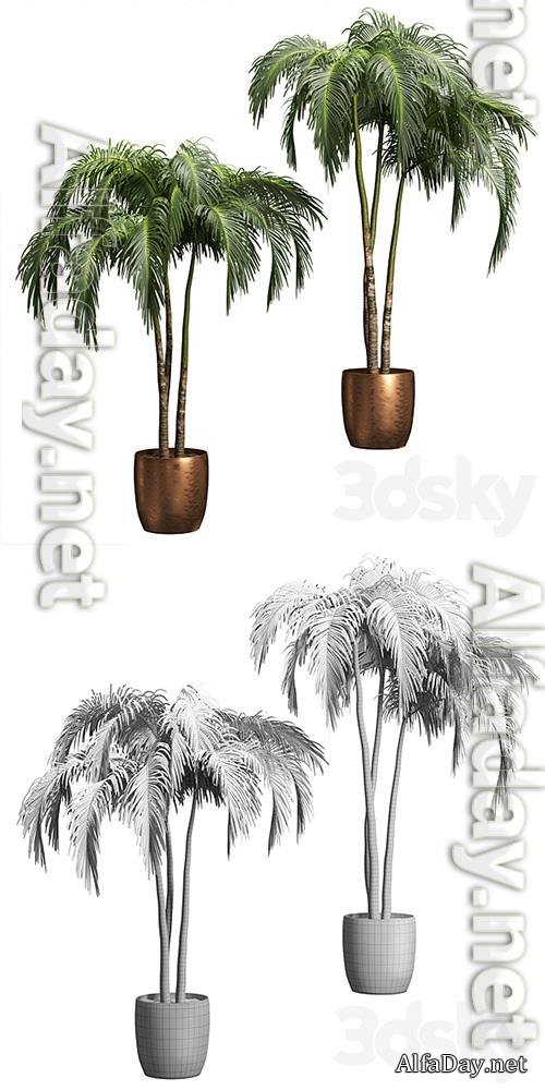 Palms in Tubs 6 Models 3D Models