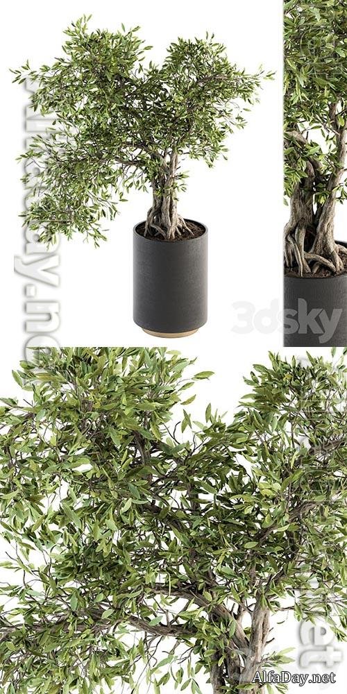 indoor Plant Set 207 � Big Bonsai in pot 3D Models