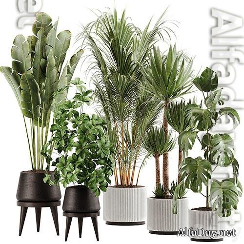 Indoor Plant Set 13 - 3d model